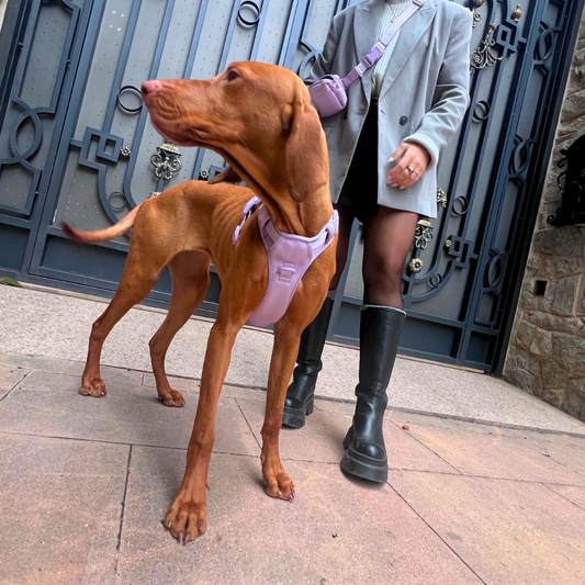 Kit de paseo FreeStyle // BubbleGum Lila