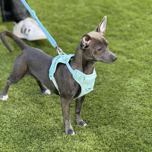 Arnés acolchado // BubbleGum Celeste