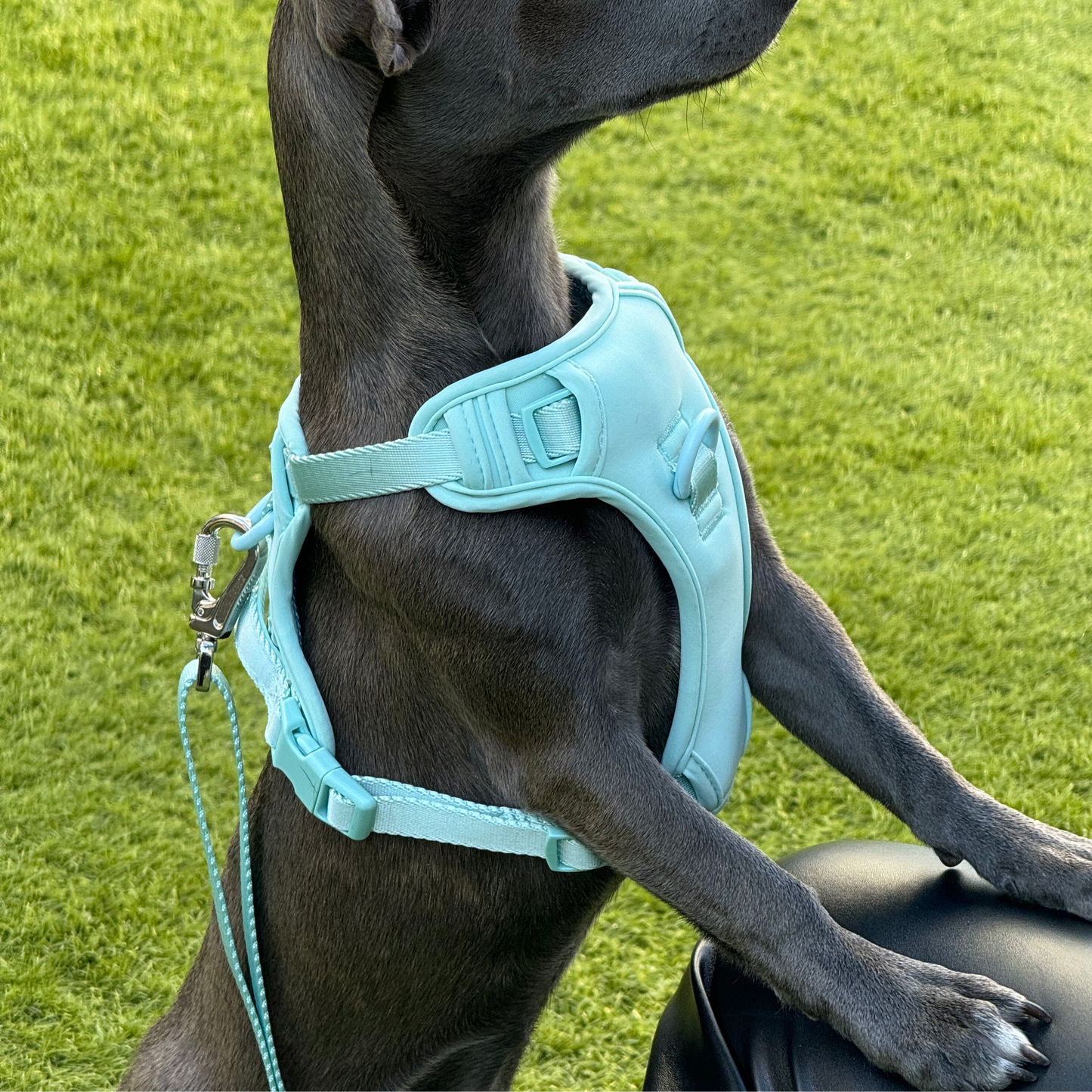 Dog Harness // BubbleGum Light Blue
