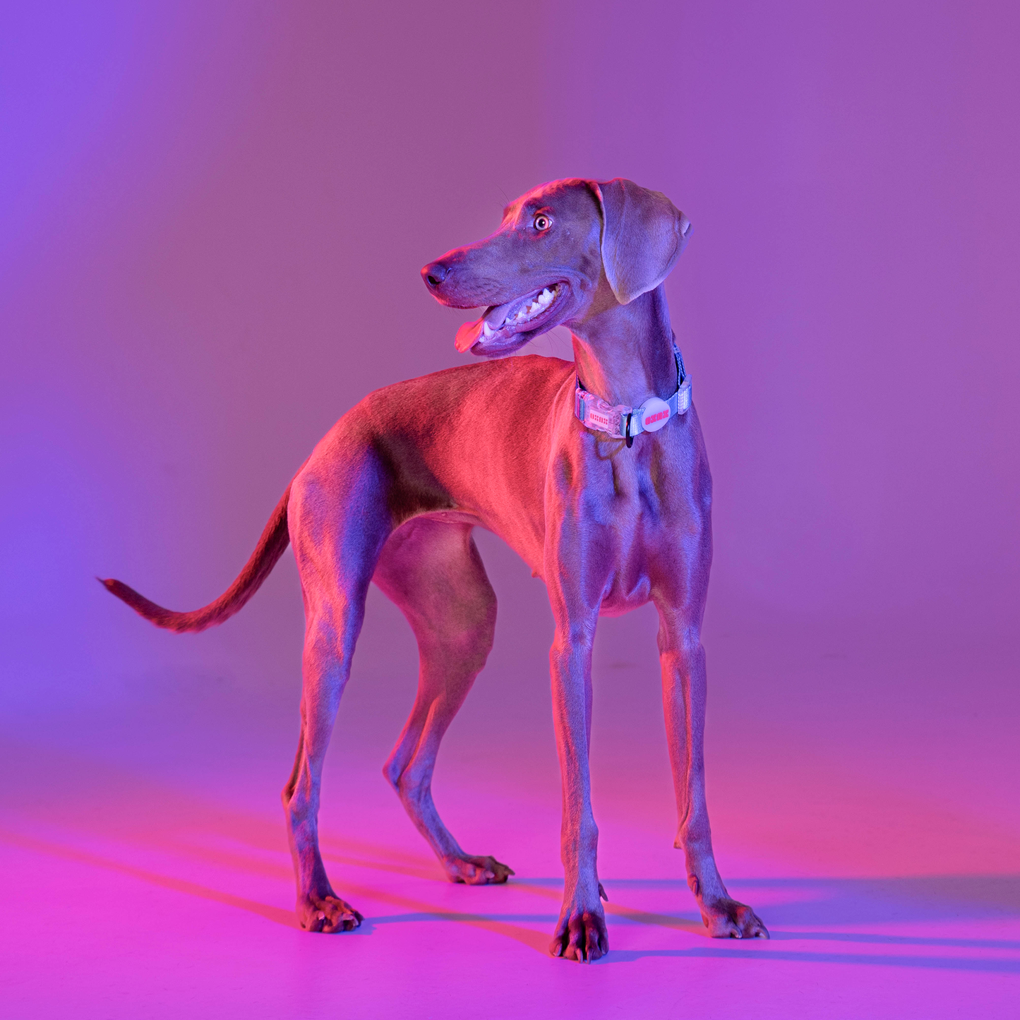 Dog Collar // NEON PARTY MIDNIGHT