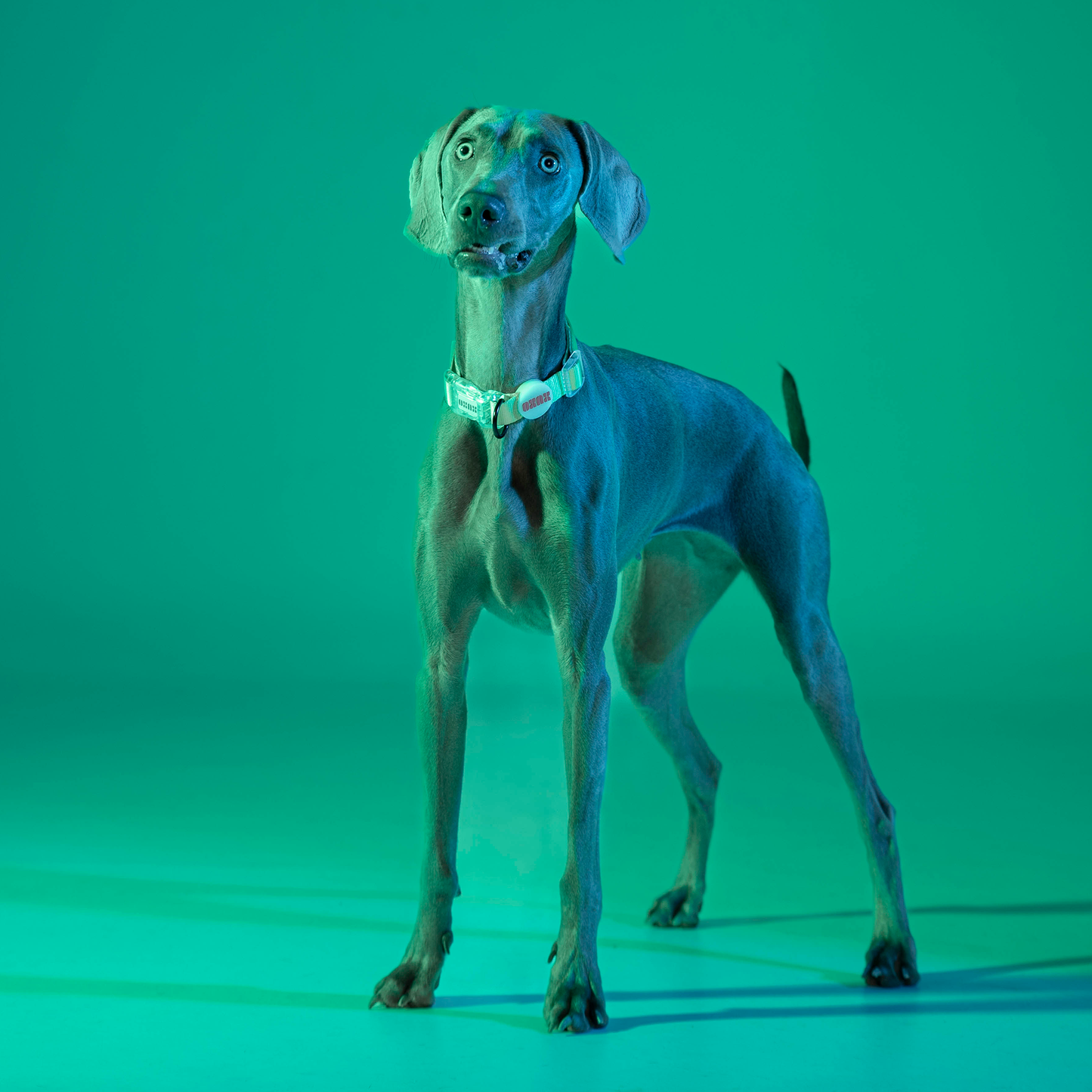 Collar // NEON PARTY TROPICAL