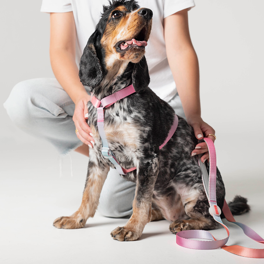 Kit de paseo arnés // SUNRISE