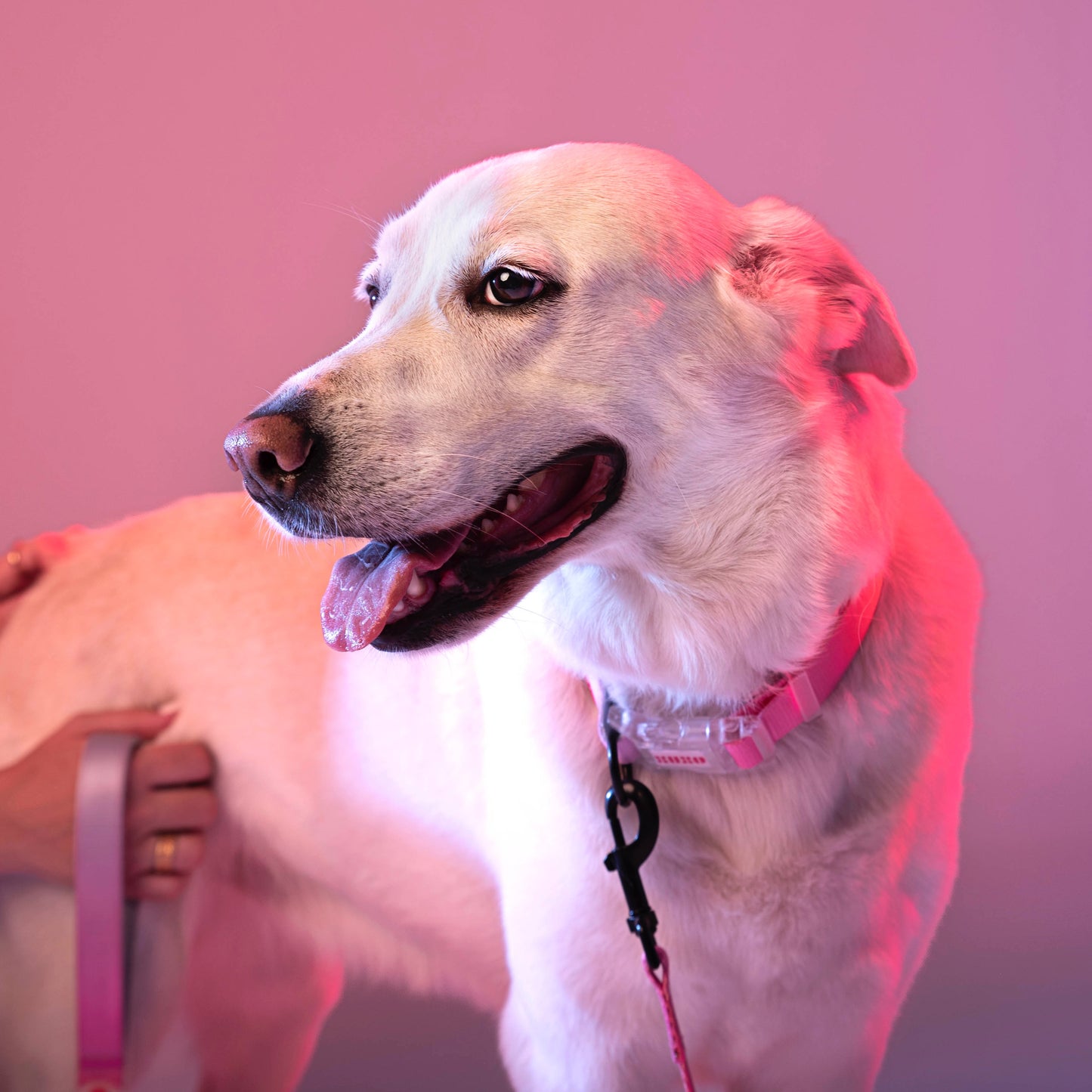 Collar // NEON PARTY SUNRISE