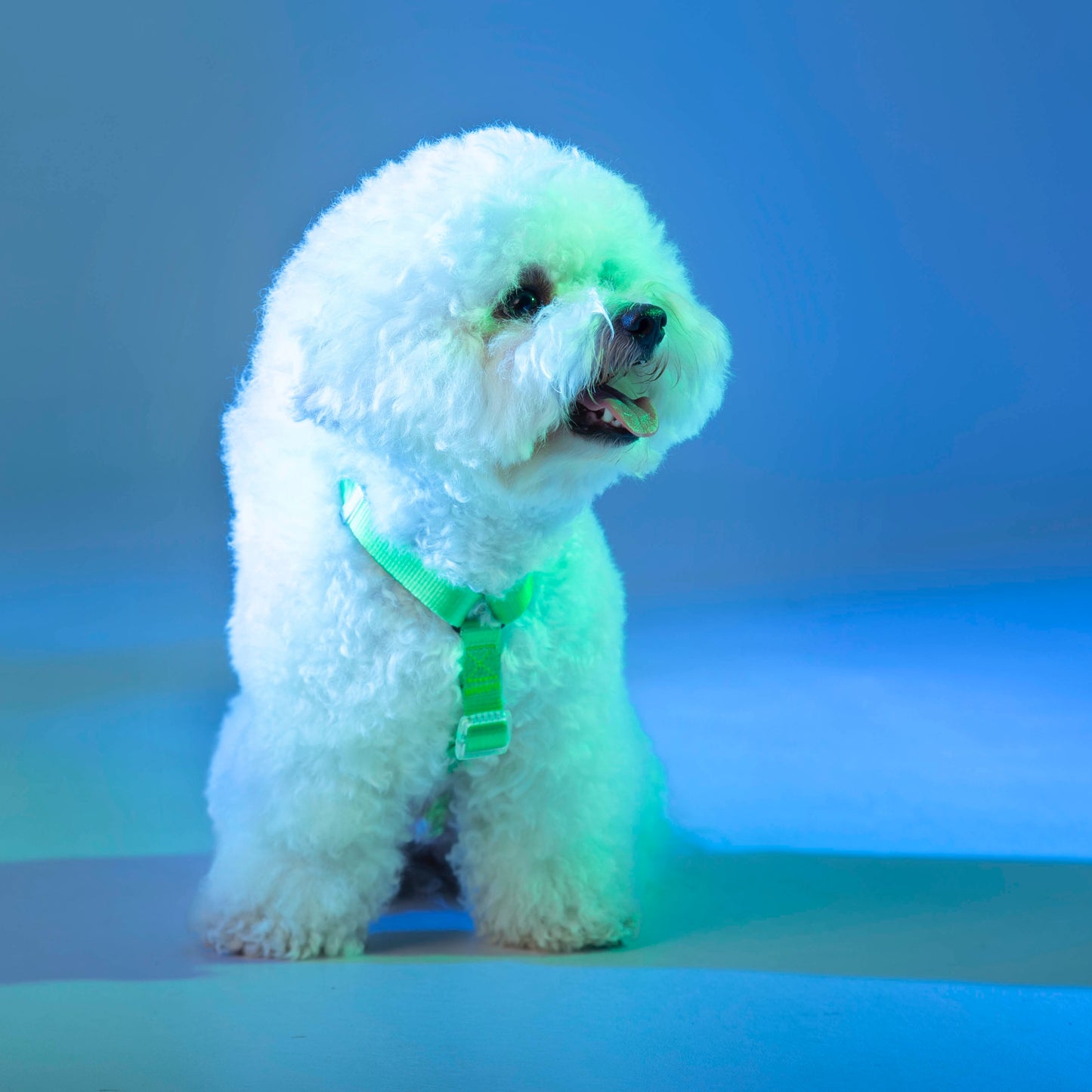 Arnés // NEON PARTY TROPICAL