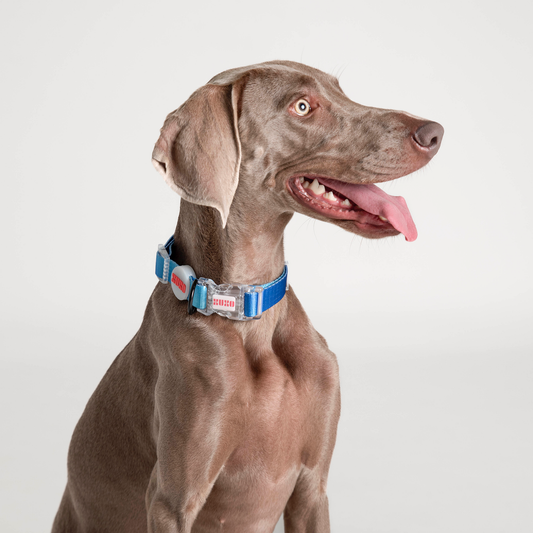 Collar // NEON PARTY MIDNIGHT