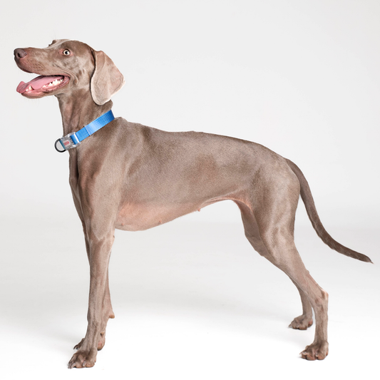 Collar // NEON PARTY MIDNIGHT