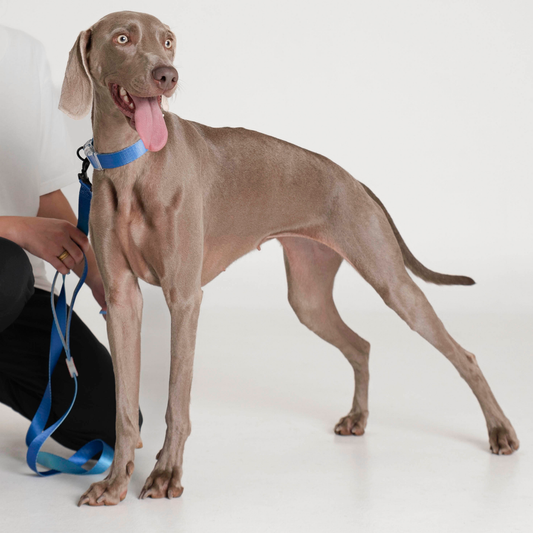 Kit de paseo collar // MIDNIGHT