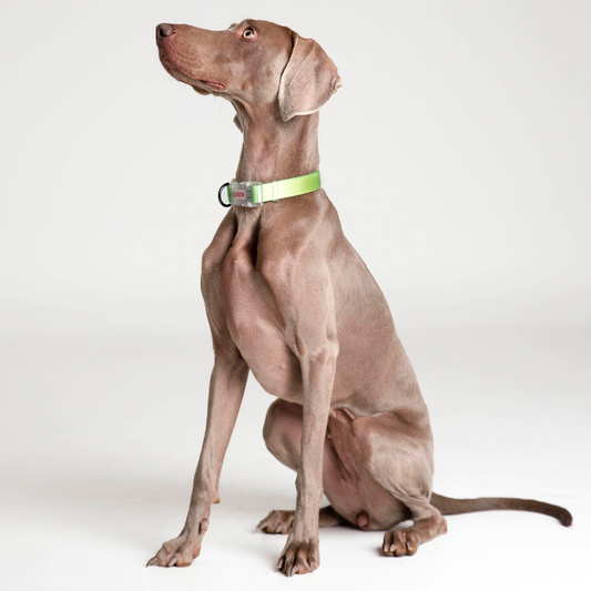 Collar // NEON PARTY TROPICAL