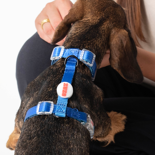 Arnés // NEON PARTY MIDNIGHT