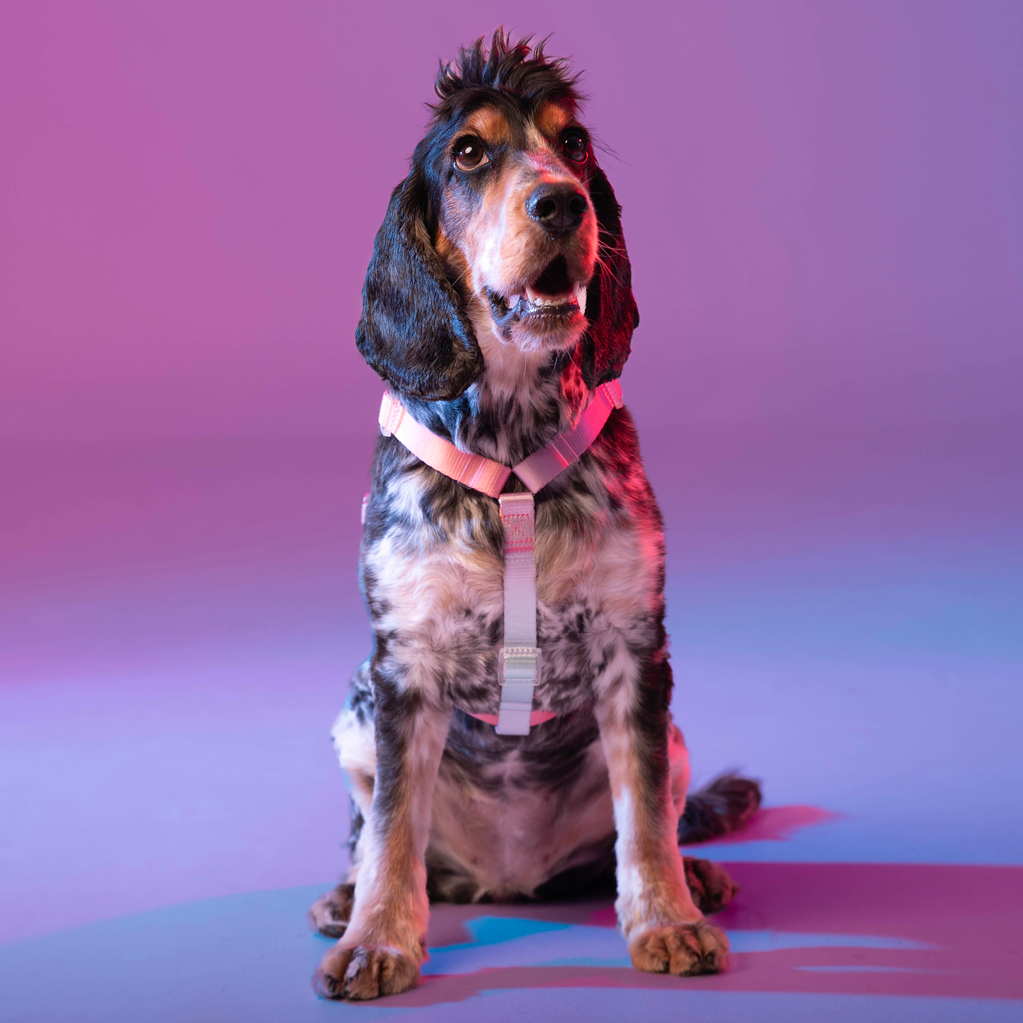 Arnés // NEON PARTY SUNRISE