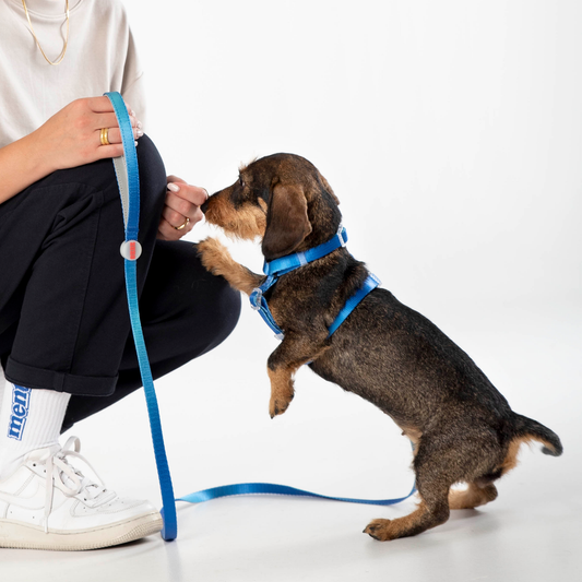 Kit de paseo arnés // MIDNIGHT