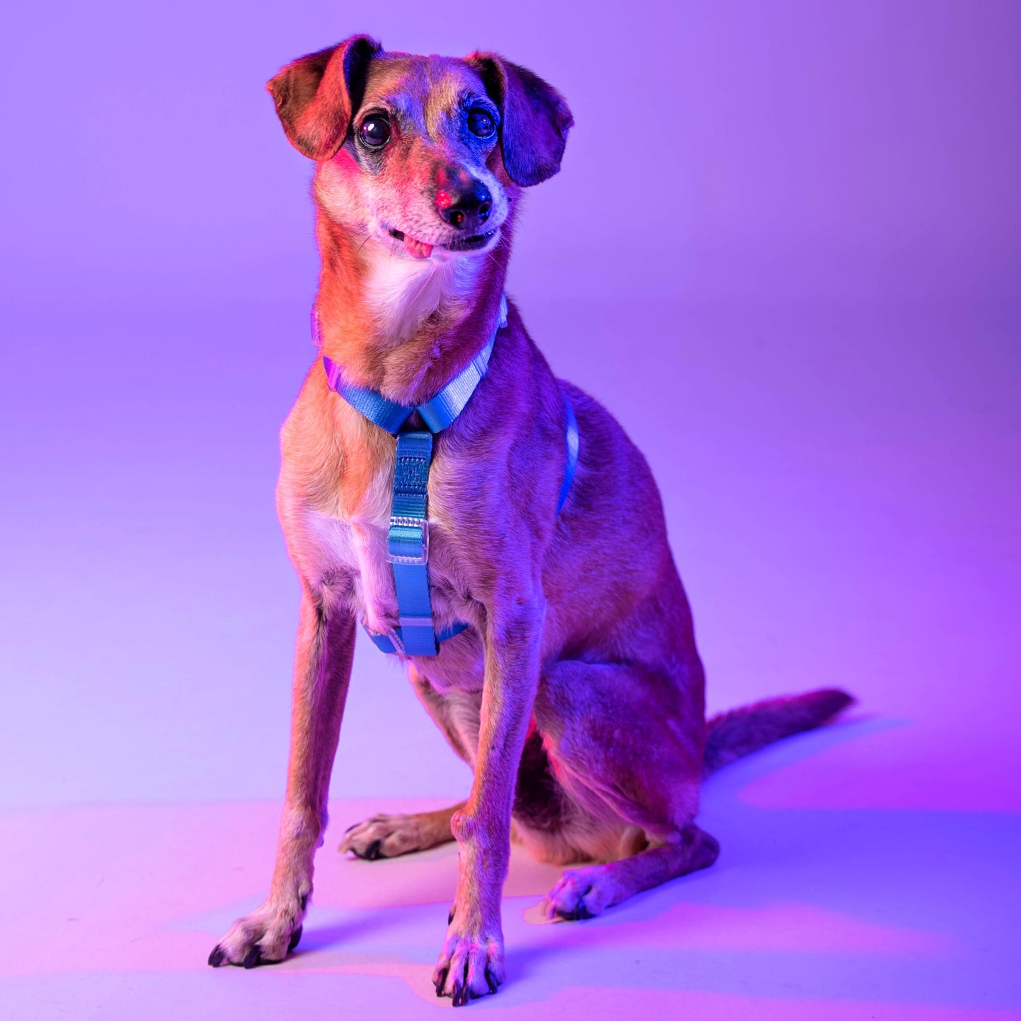 Arnés // NEON PARTY MIDNIGHT