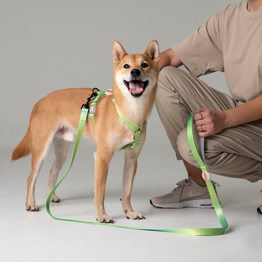 Dog Harness Walk Kit // TROPICAL