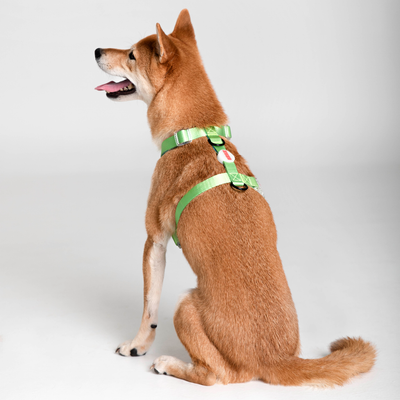 Dog Harness // NEON PARTY TROPICAL