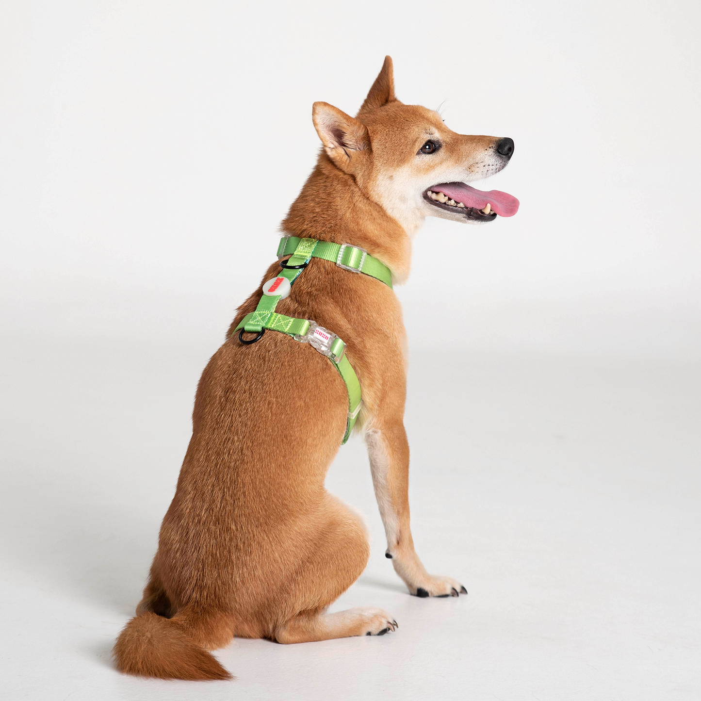 Dog Harness // NEON PARTY TROPICAL