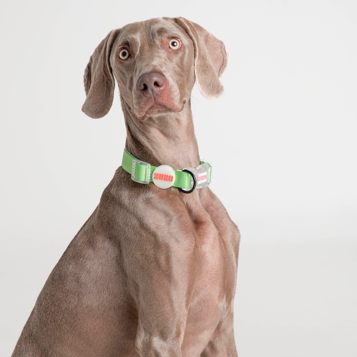 Dog Collar // NEON PARTY TROPICAL
