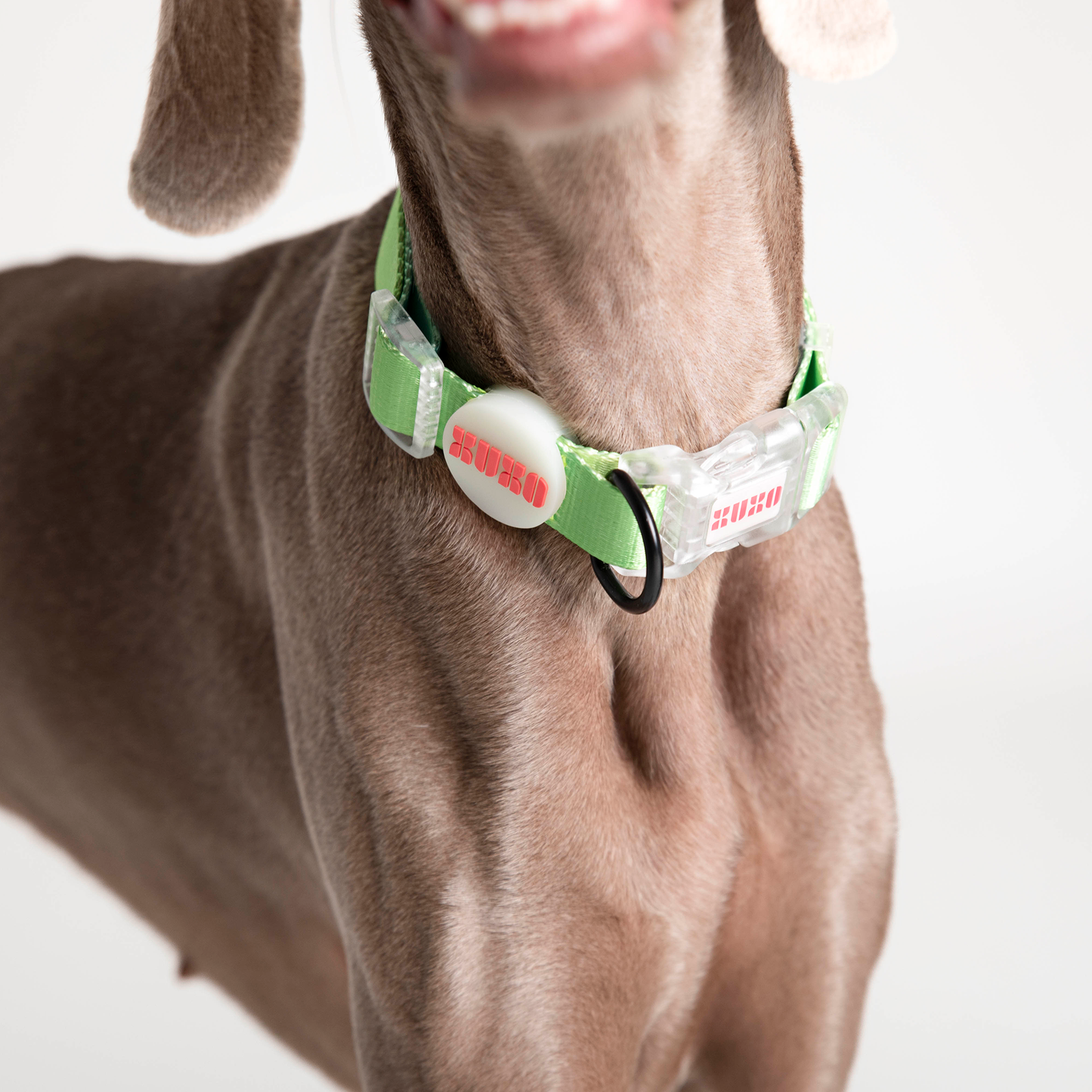Dog Collar // NEON PARTY TROPICAL