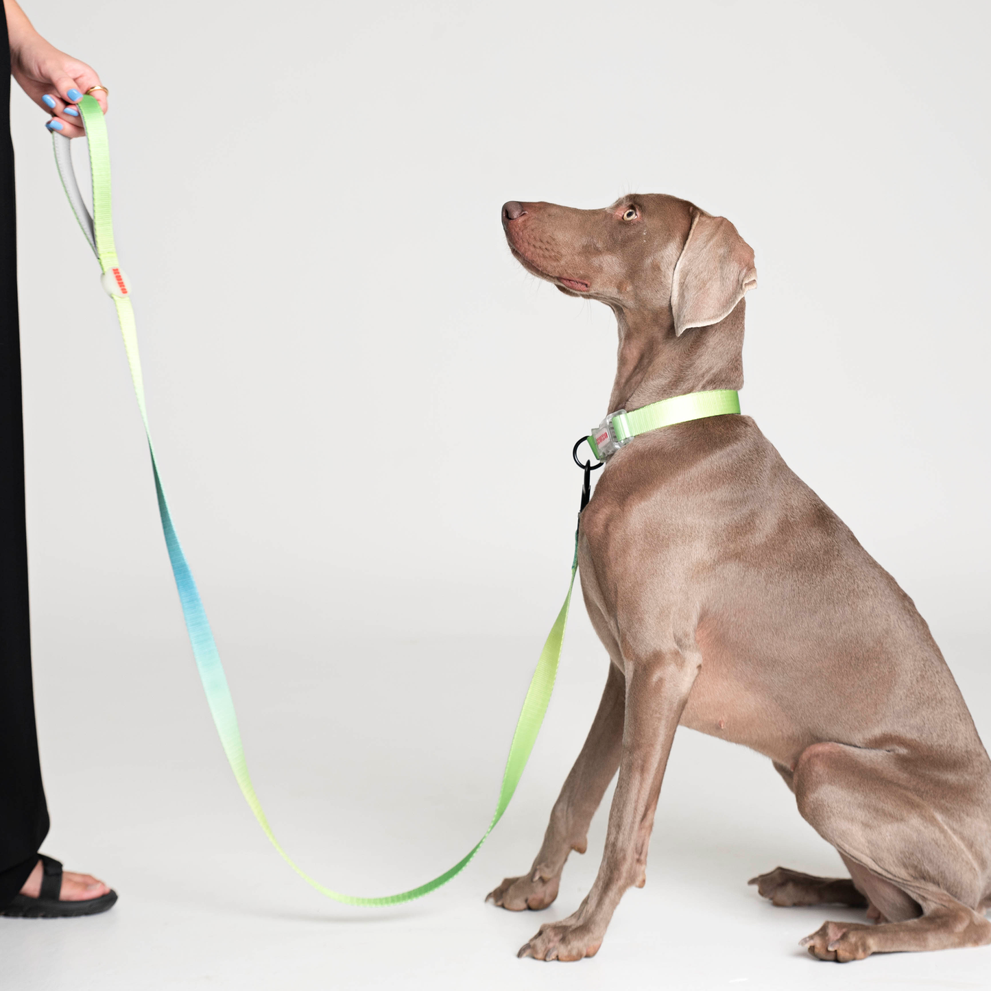 Dog Collar Walk Kit // TROPICAL
