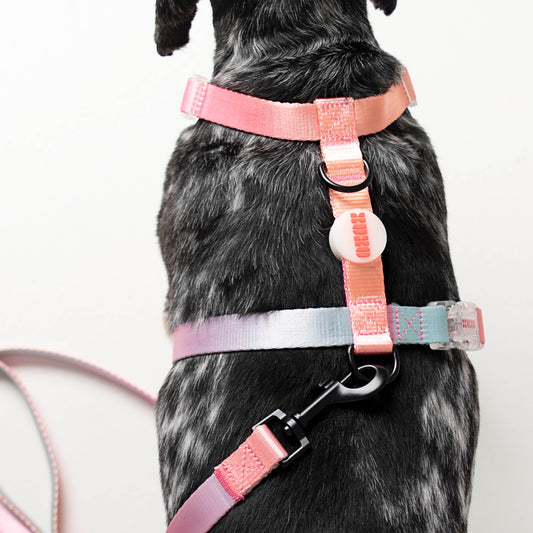 Dog Harness // NEON PARTY SUNRISE