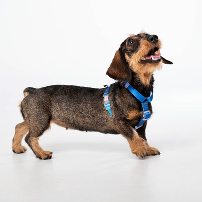 Dog Harness // NEON PARTY MIDNIGHT