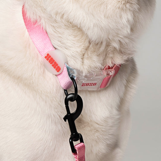 Dog Collar // NEON PARTY SUNRISE